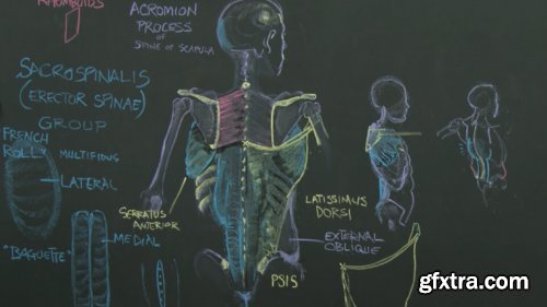 Complete Human Anatomy for Artists Live Class with Rey Bustos