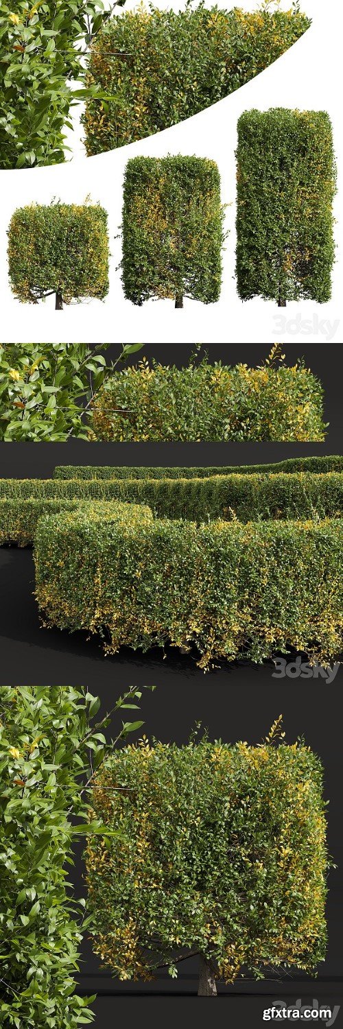 New Plant Ligustrum Quihoui Privet Pruned Box