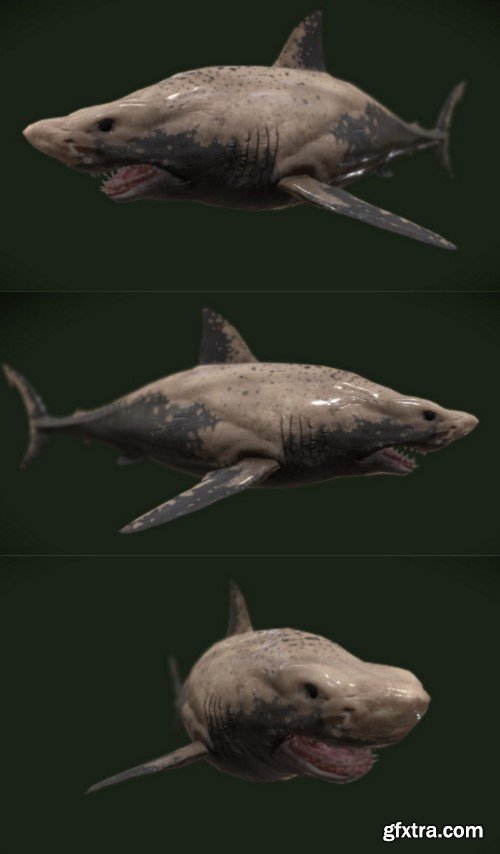 White Shark 3D Model