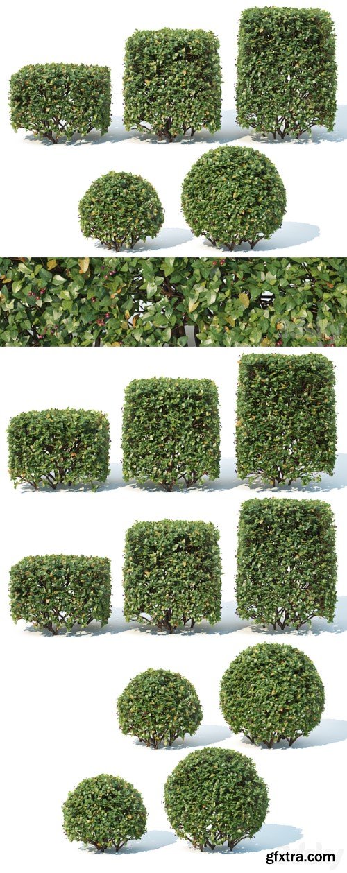 Cotoneaster lucidus # 4 cube, sphere hedge 5 + 5 pcs