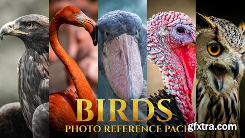 Artstation - Satine Zillah - Birds Reference Pack For Artists