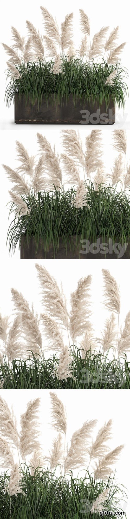 Plant collection 1033. White pampas grass, flowerpot, landscaping, rust, metal