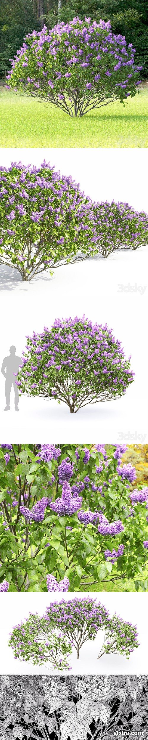 Syringa Vulgaris