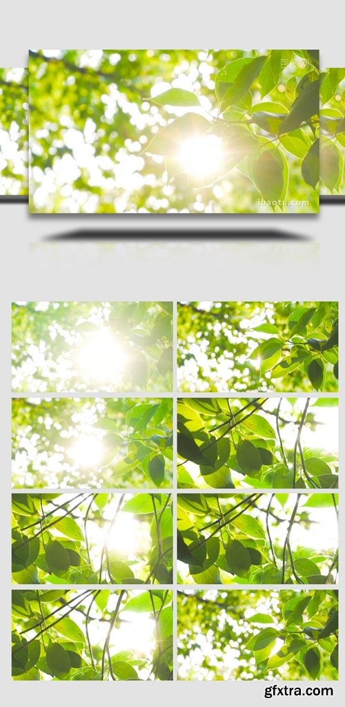 4K Real Shot Of Natural Freehand Summer Sun Shining Through Leaves Backlit Woods 6431875