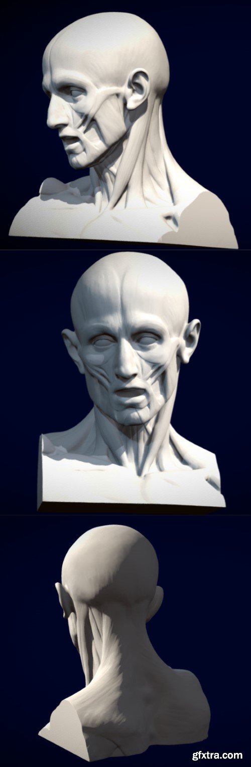 Houdon Ecorche Head 3D Model