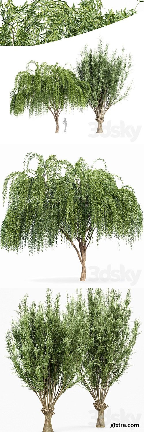 2tree-Pollard willow Weeping willow