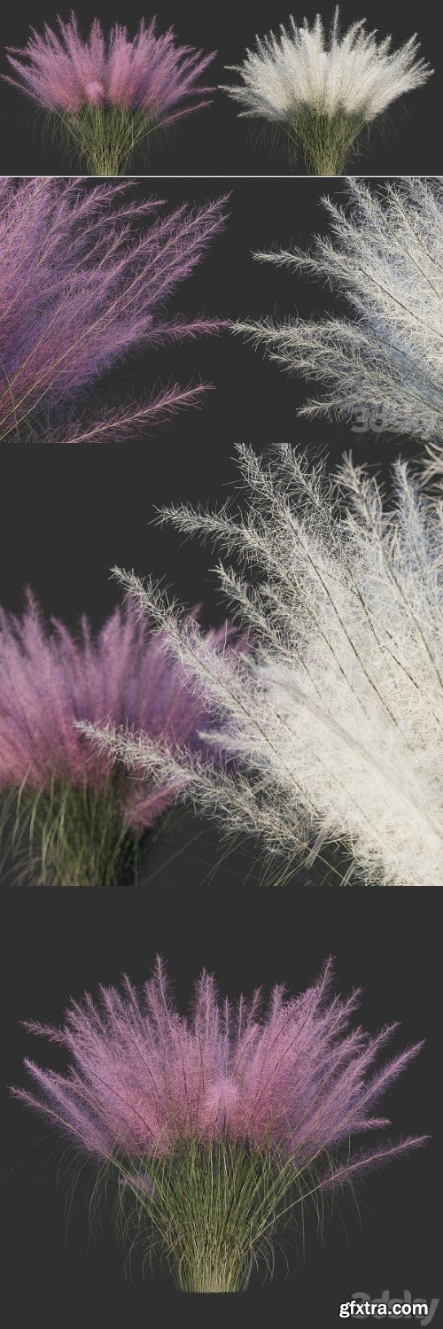 Muhlenberg hairy / Muhlenbergia capillaris