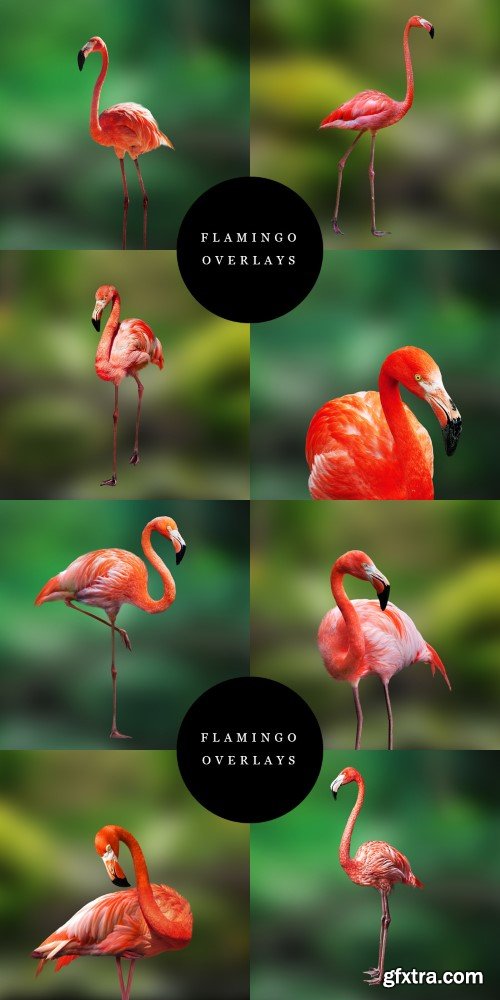 Flamingo Digital Overlays​