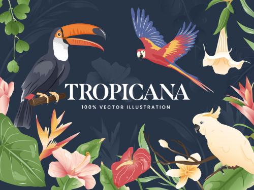 Tropical Illustrations Set 586575995