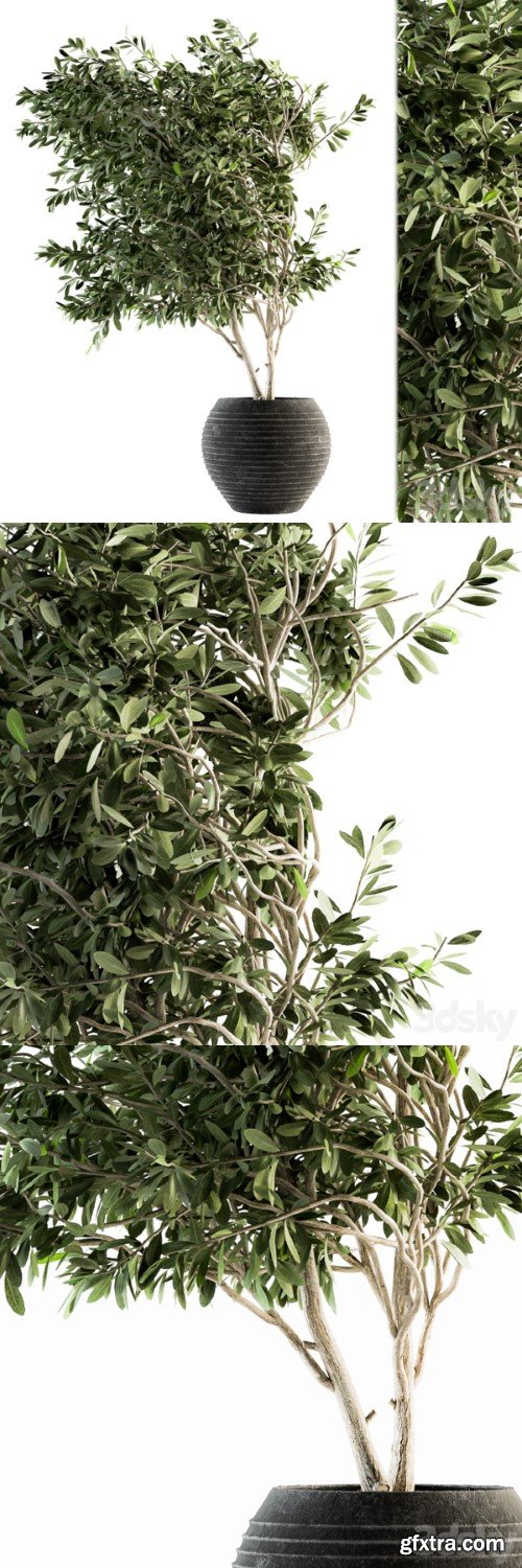 indoor Plant Set 87 - olive