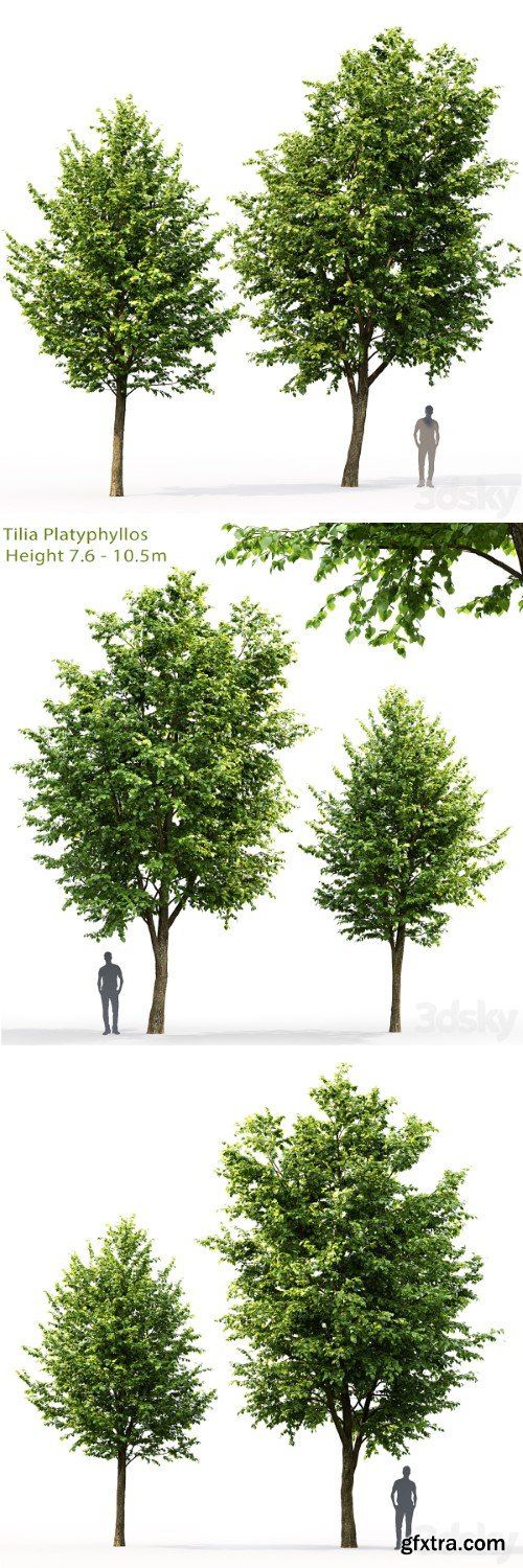 Tilia platyphyllos # 3 (7.6-10.5m)