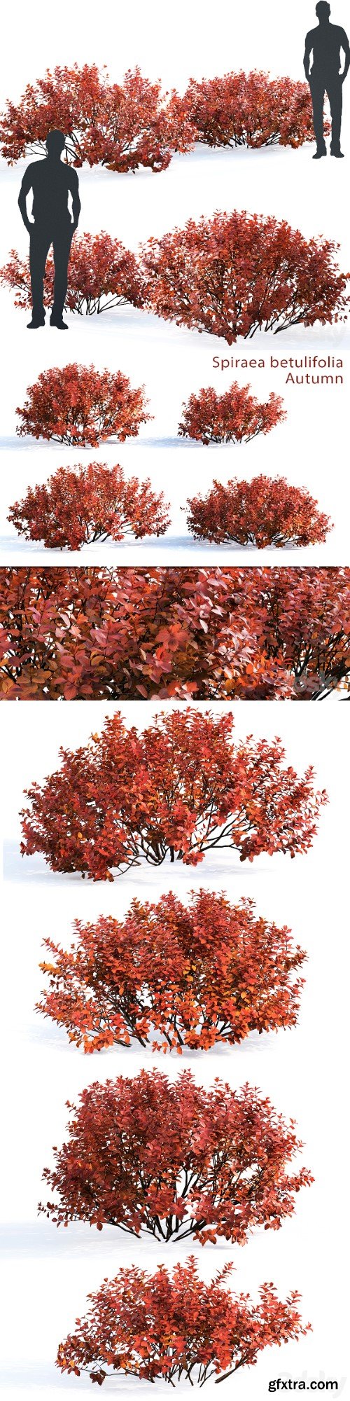 Spirea betulifolia (Autumn)