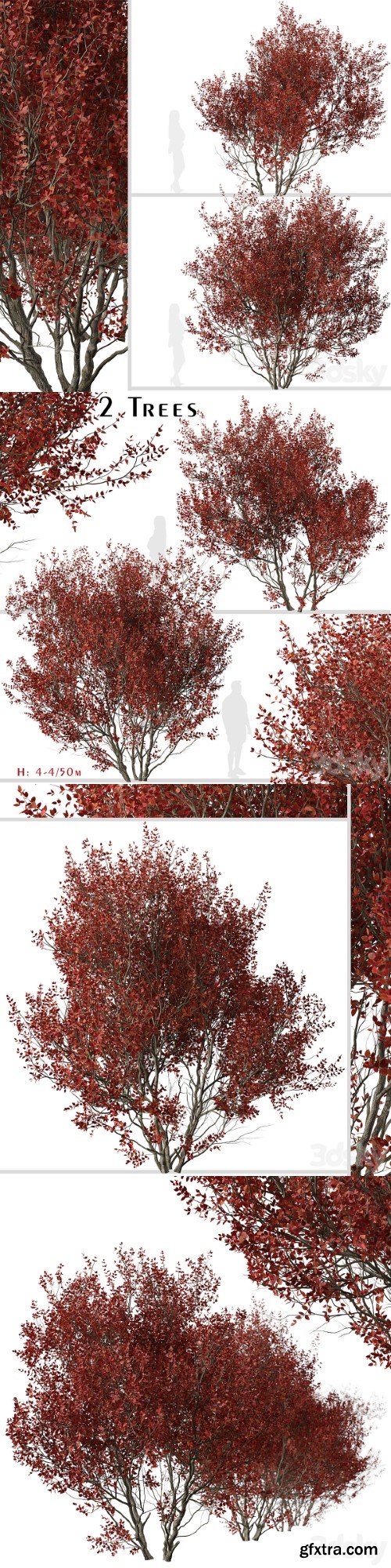 Set of Cotinus Grace Trees (Smoke Tree) (2 Trees)