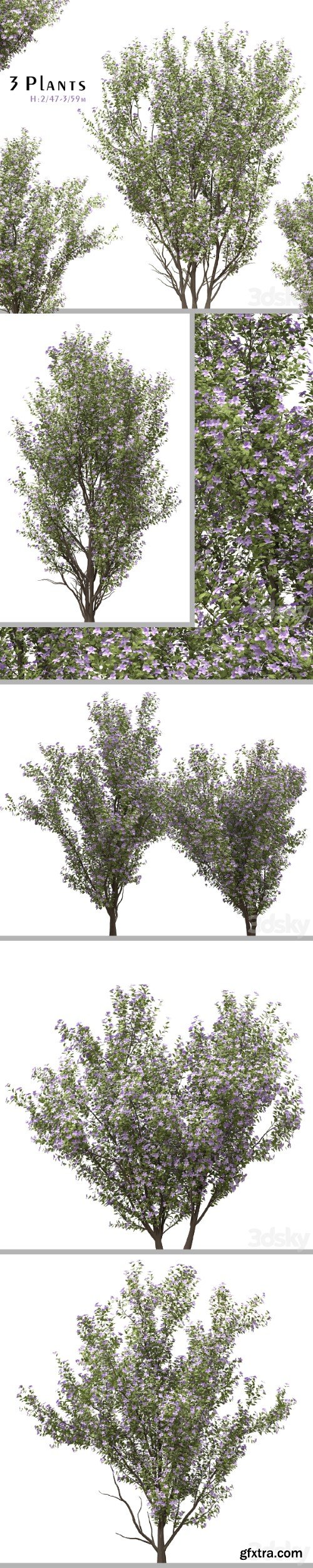 Set of Tibouchina Semidecandra Plant ( Princess flower ) ( 3 Plants )