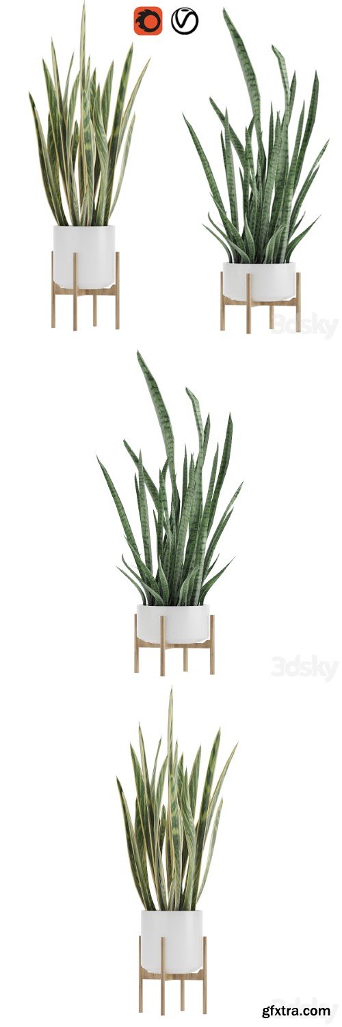 Sansevieria 2