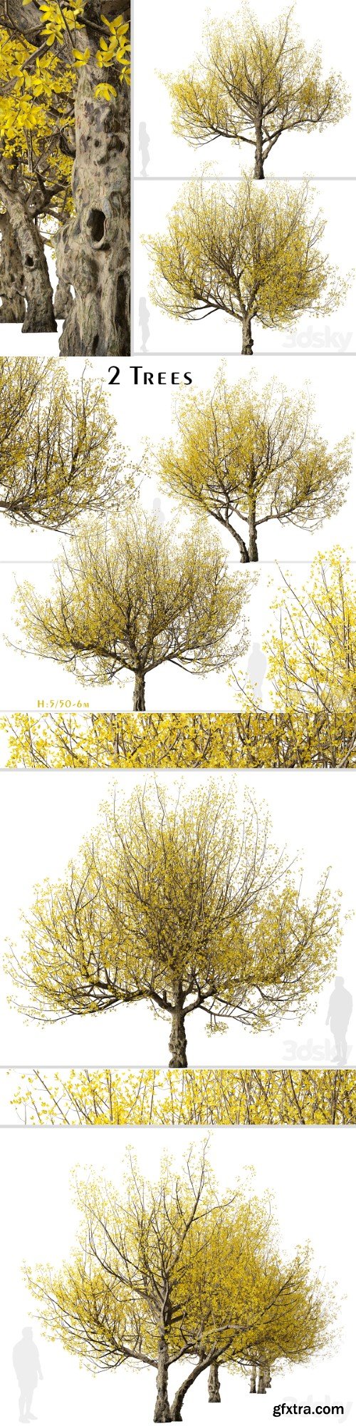 Set of Flowering Cornus mas Trees (Cornelian cherry) (2 Trees)