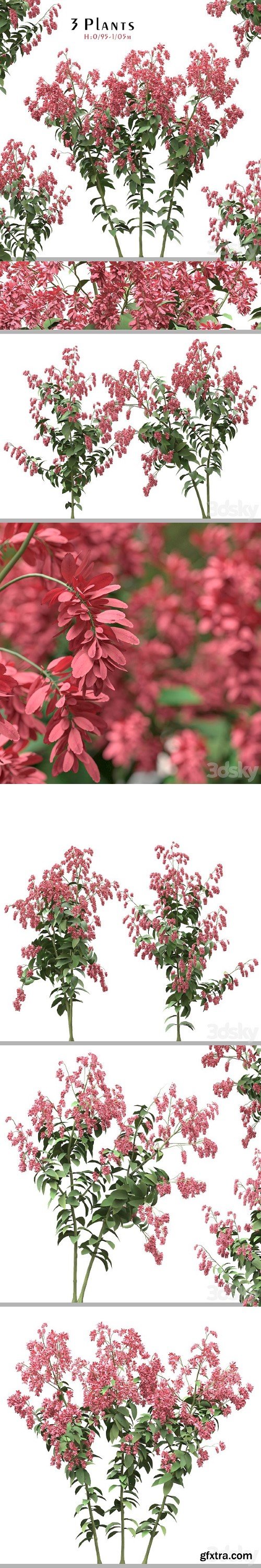 Set of Polygonum Orientale Plant