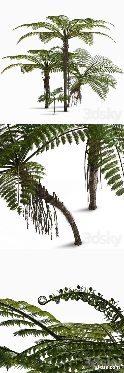 Treefern dicksonia antarctica