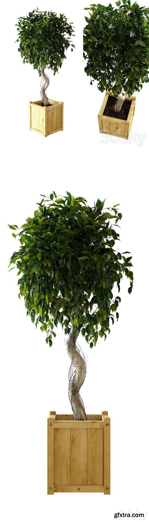 Ficus \\ Benjamina