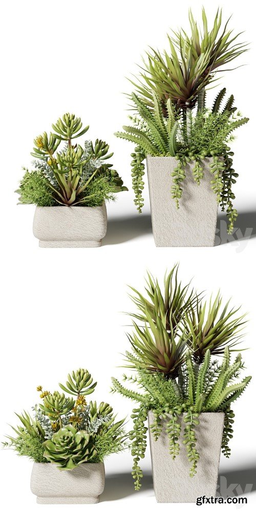 Bouquets of succulents in square pots