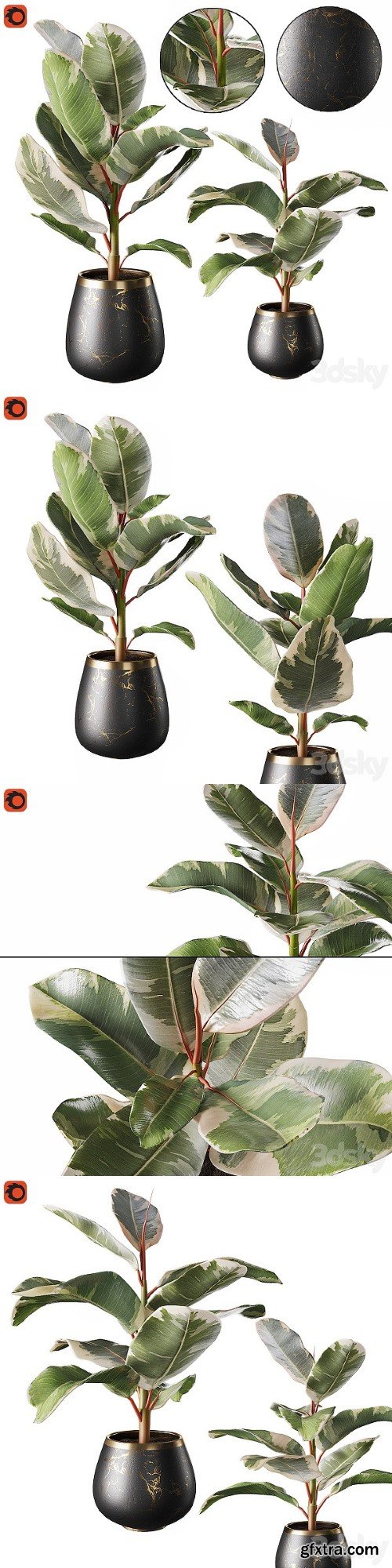 Set of Plants Ficus Rubbery