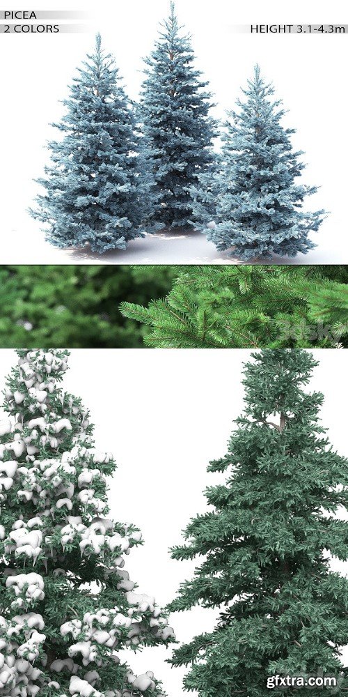 Pro 3DSky - Spruce 1