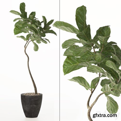 Pro 3DSky - ficus lyrata No. 3