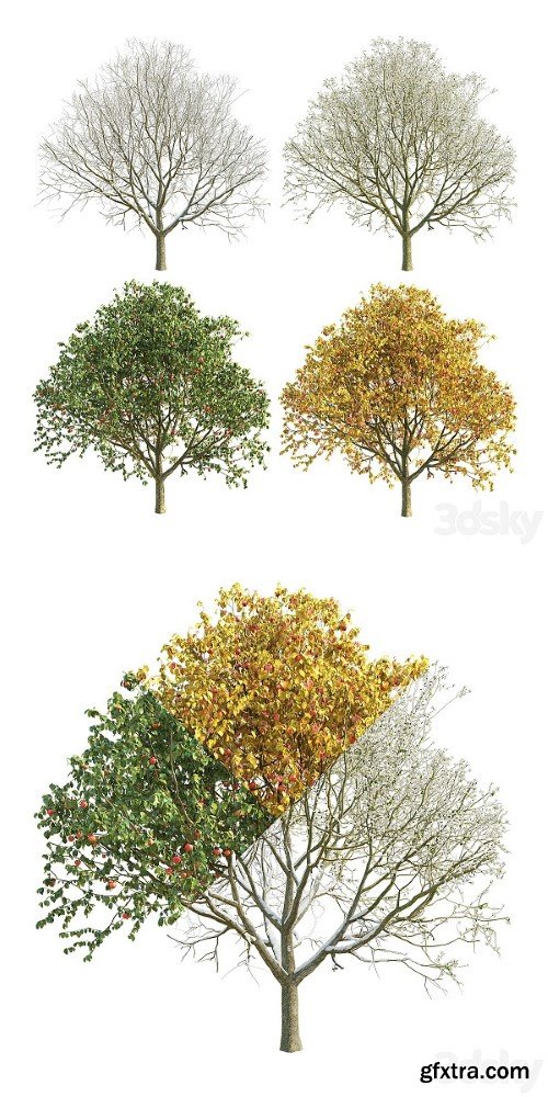 Pro 3DSky - Apple Tree 3 Season