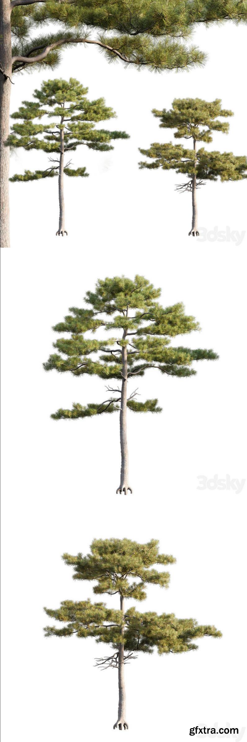 Pinus Tabuliformis 2