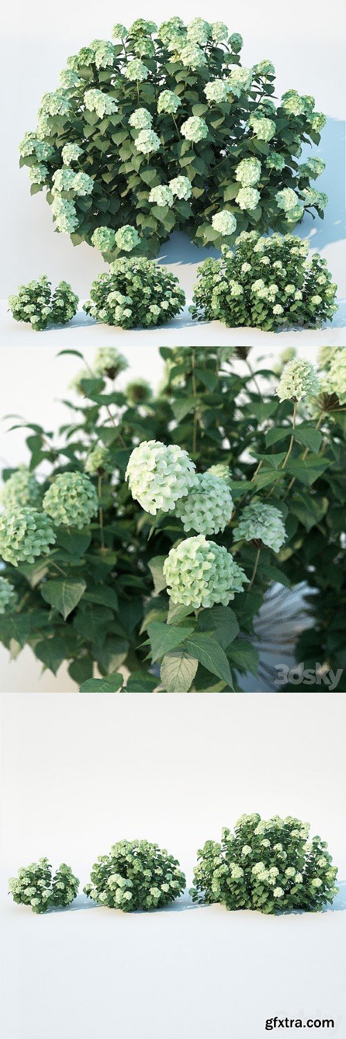 Hydrangea Arborescens 3