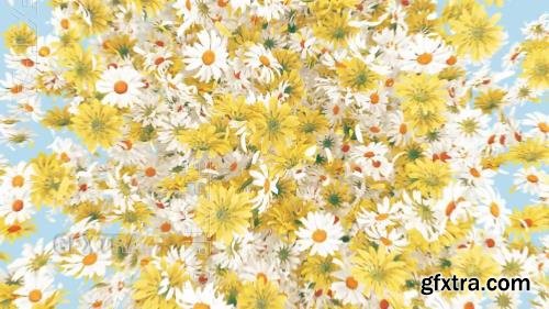 Daisy Burst 1559188