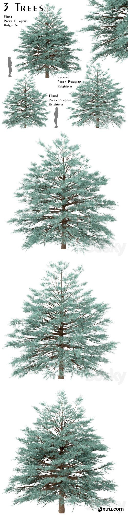 Set of Picea Pungens Trees (Blue spruce) (3 Trees)