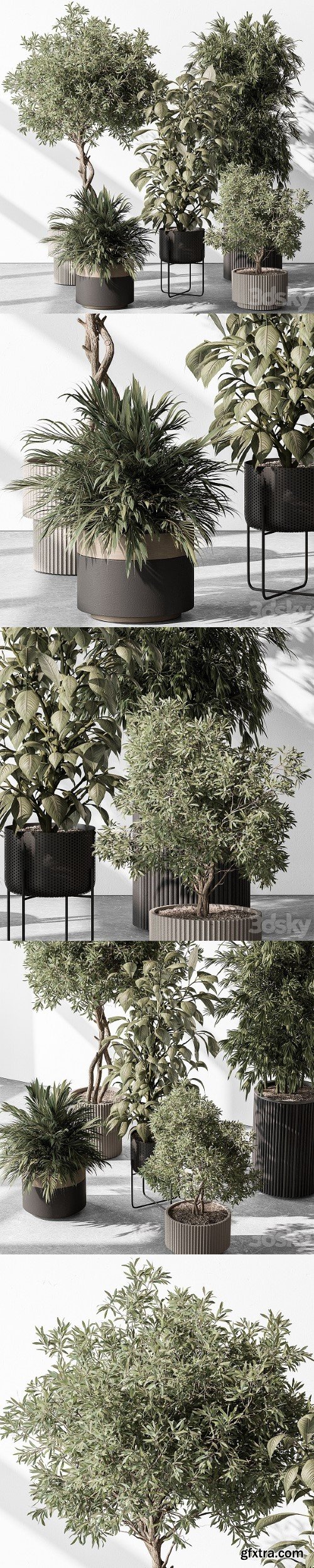 Indoor Plant 531 Tree in Pot