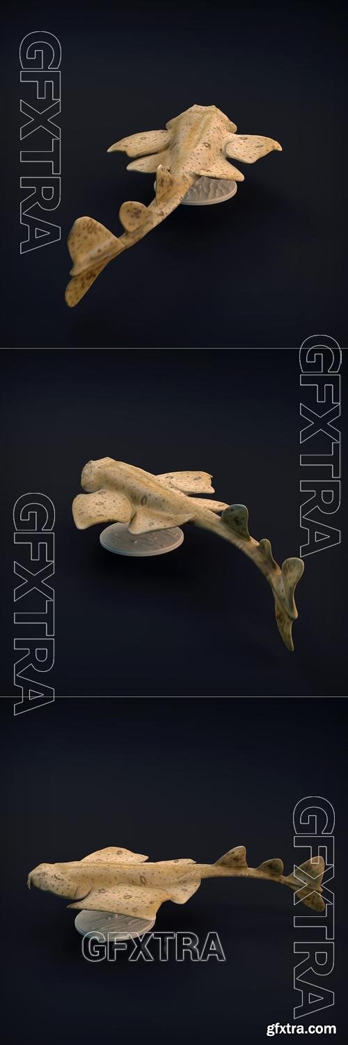 Angel Shark &ndash; 3D Print Model