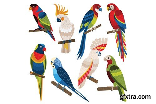 Tropical Parrots Cartoon Collection XJVFDZP