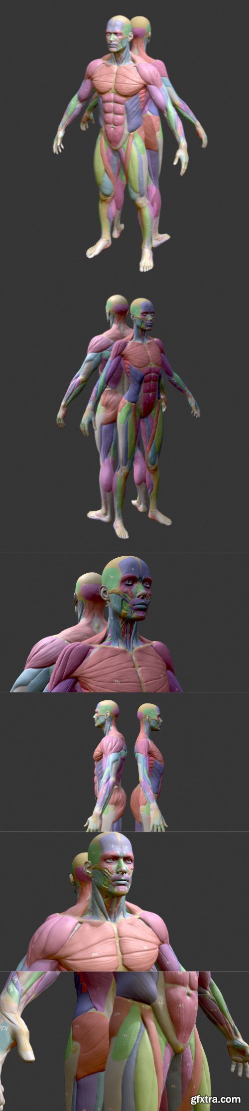 Écorché Musclenames Male & Female Anatomy Bundle 3D Model