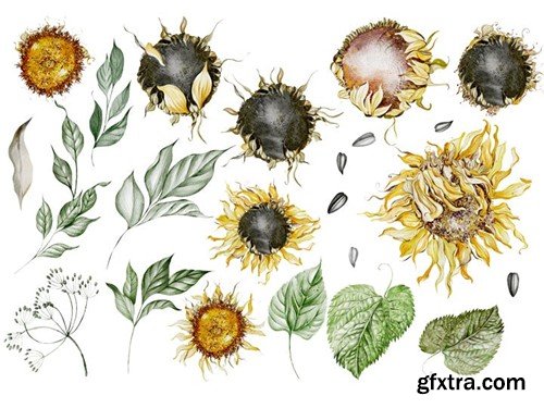 Watercolor Sunflowers Y2H3A5C