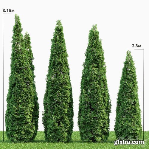 Thuja