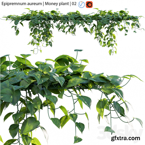 Epipremnum aureum - Money plant - 02