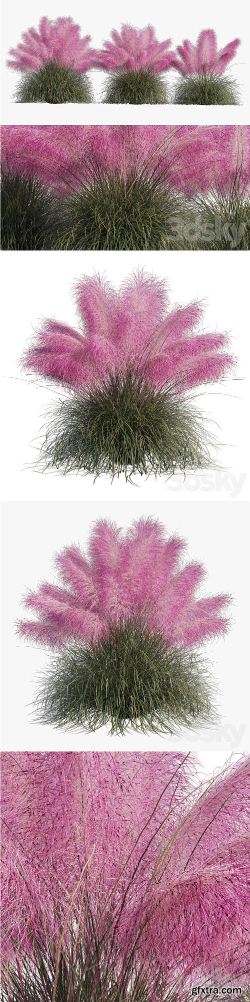 Muhlenbergia Capillaris - Pink Muhly Grass