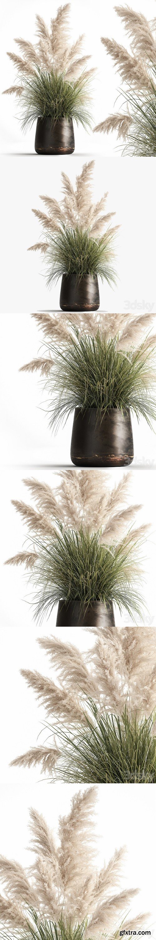 White Pampas Grass 1032