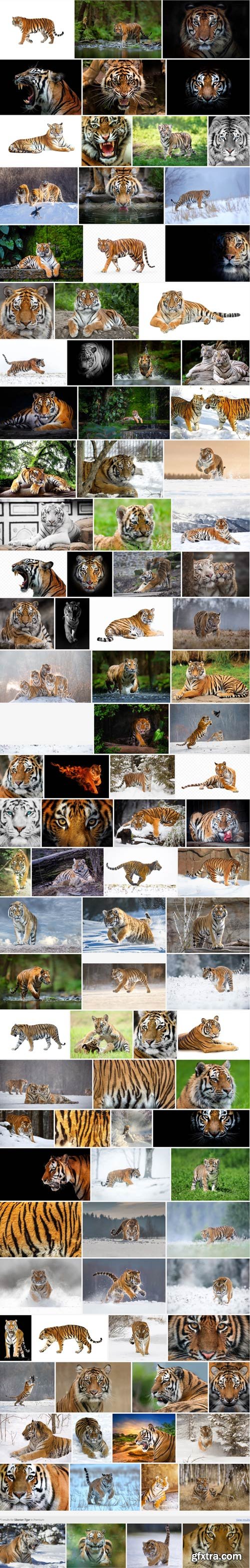 Siberian Tiger JPG