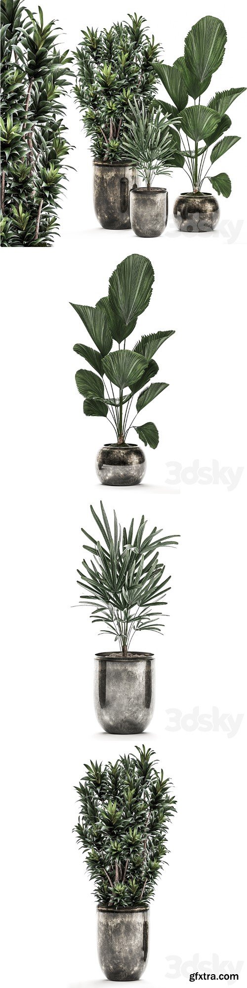 Plant Collection 531. Dracaena, Likuala, palm tree, rapis, black flowerpot, luxury pot, flowerpot