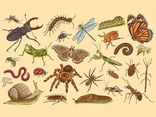 Insects Vector Illustrations 565843603