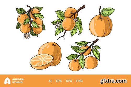 Orange Hand Drawn Illustration Vol.1 GF83XQW