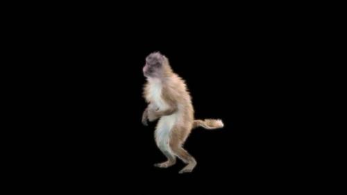 Videohive - 74 Bboy Uprock Monkey Dance HD - 47527362 - 47527362