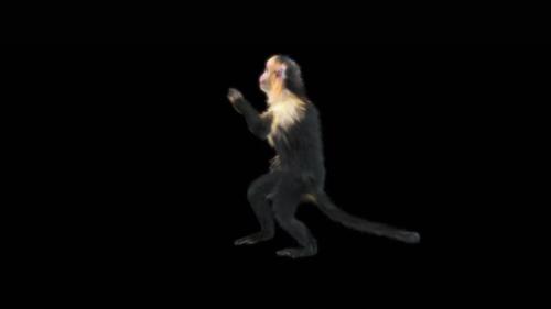 Videohive - 68 Booty Hip Hop Dance Monkey Dance HD - 47539282 - 47539282