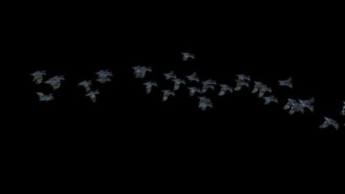 Videohive - 20 Crow Bird Bat Flying HD - 47539294 - 47539294