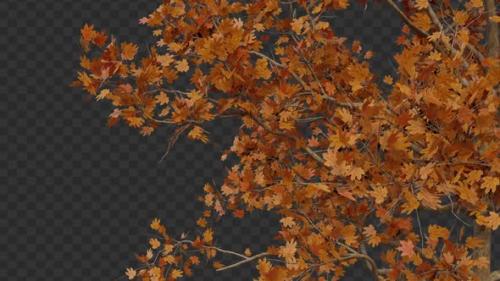 Videohive - Autumn Maple Tree Branches - 47481714 - 47481714