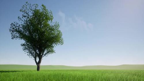 Videohive - Change of Seasons Transition From Summer to Autumn Tree - 47519771 - 47519771